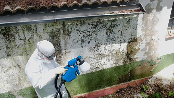 Trusted Crawl Space Mold Removal service in Flagtown, NJ - Cheap Mold Removal